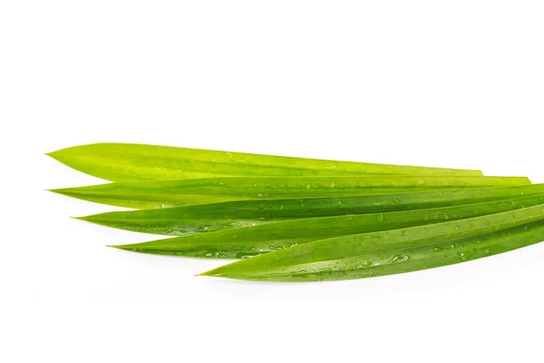 Fresh green pandanus leaf. Studio shot isolated on white — Stock Photo, Image