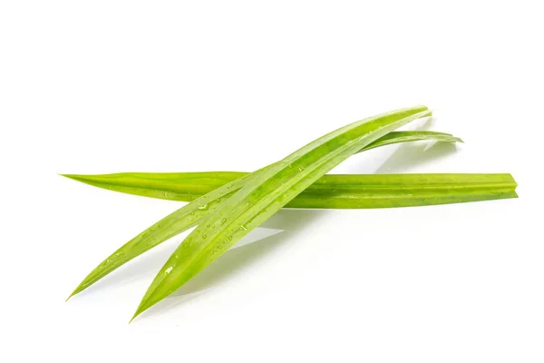 Feuille de pandanus vert frais. Studio tourné isolé sur blanc — Photo