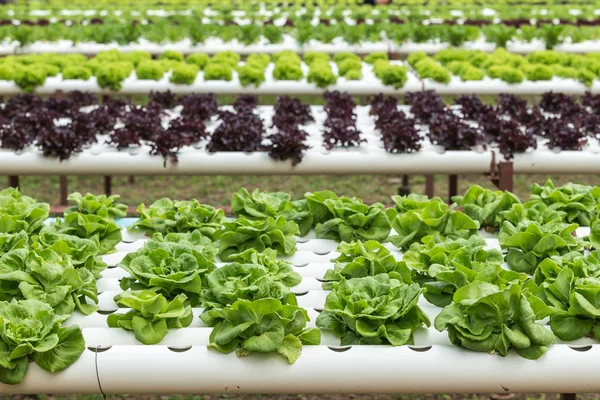 Green lettuce in organic farm — Stock Photo, Image