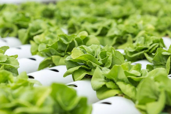 Green lettuce in organic farm — Stock Photo, Image