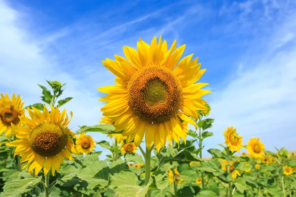 güzel ayçiçeği ve mavi gökyüzü arka plan