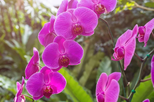 Halk bahçesinde güzel bir orkide. — Stok fotoğraf