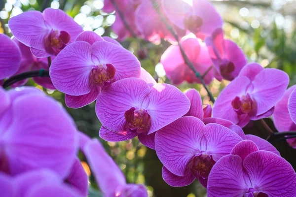 Beautiful orchid in public garden — Stock Photo, Image