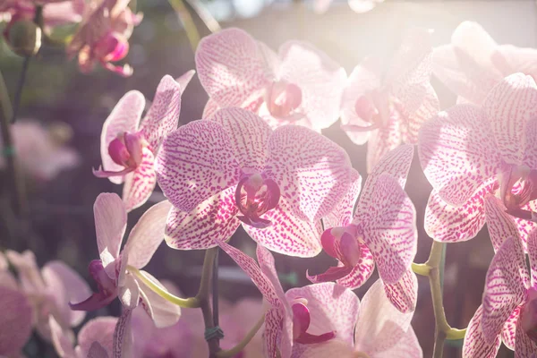Bella orchidea nel giardino pubblico — Foto Stock