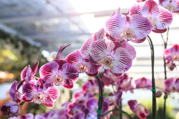 Halk bahçesinde güzel bir orkide. — Stok fotoğraf