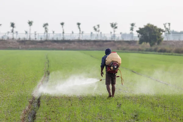 Farmer pulverización química al campo de arroz joven verde —  Fotos de Stock