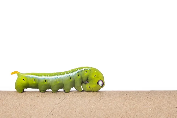 Macro green worm on the paper roll isolated on white — Stock Photo, Image