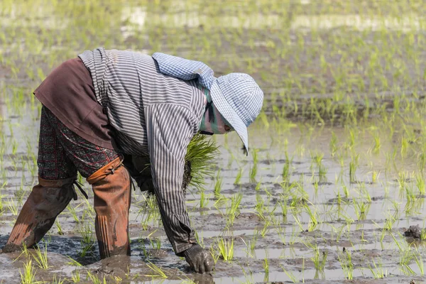 Agricultor planta de trabajo de arroz en la granja de Tailandia — Foto de Stock