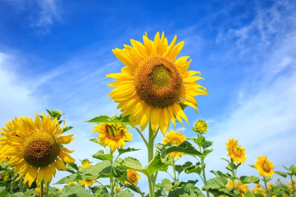 Beautiful sunflower and blue sky background Stock Photo