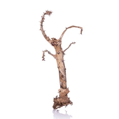 Dikenli (Euphorbia milii) yaprak olmadan taç dalı kuru. St