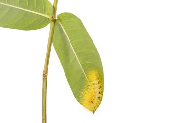 Yeşil yaprak üzerinde makro sarı tüylü tırtıl mı? Stüdyo isolat vurdu