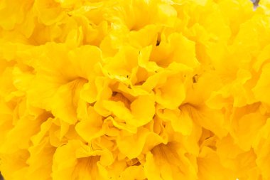 Gümüş trompet ağaç veya gümüş trompet Paraguaylı ağaç