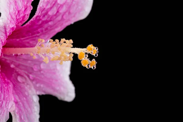 Macro pink hibiscus flower. Studio shot isolated on black — Stock Photo, Image