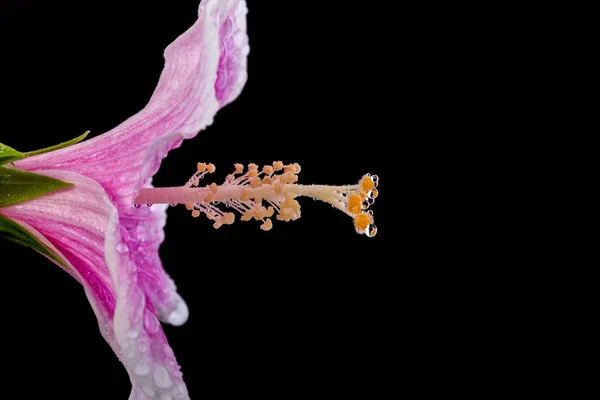 Fleur d'hibiscus rose macro. Studio tourné isolé sur noir — Photo