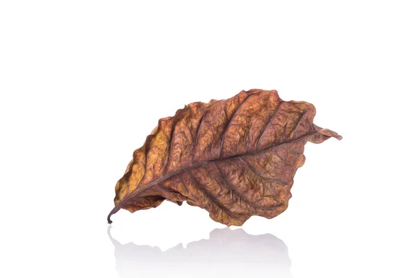 Braunes trockenes Blatt (Blatt des Kaffeebaumes). Studioaufnahmen isoliert auf w — Stockfoto