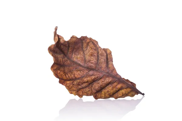 Brown dry leaf ( leaf of coffee tree). Studio shot isolated on w — Stock Photo, Image