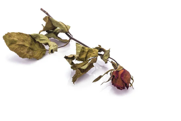 Hnědé suché růžový květ s listy. Studio záběr izolované na bílém — Stock fotografie