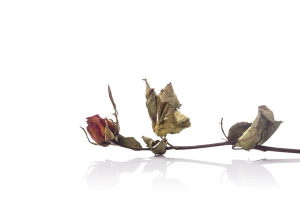 Бурый сухой цветок розы с листом. Студия снята на белом — стоковое фото