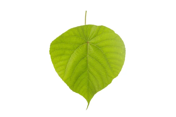Macro grote groene boom blad. Studio opname geïsoleerd op wit — Stockfoto