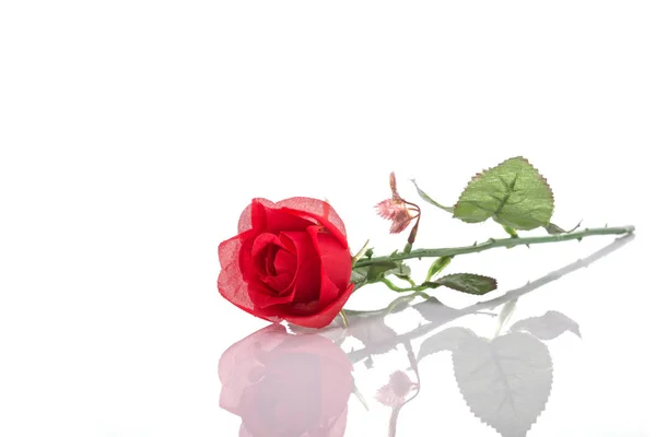 Красный искусственный цветок. Студия снята на белом — стоковое фото
