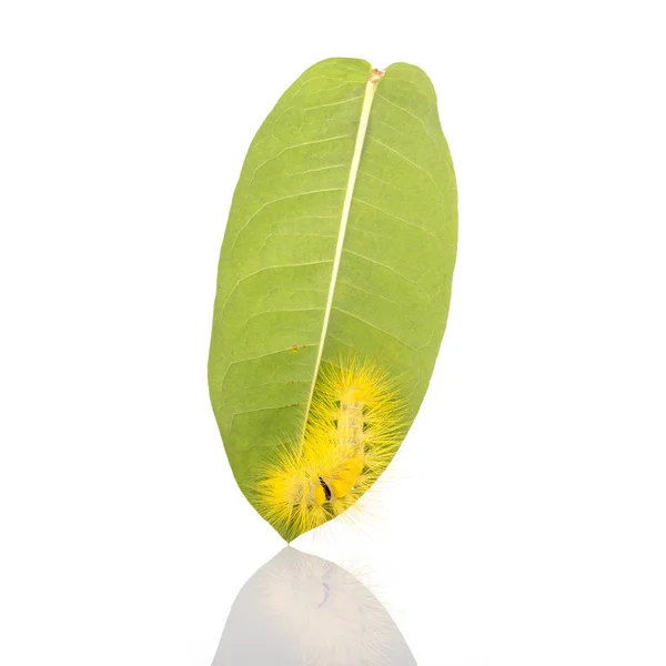 Makro žluté Chlupaté housenka na zelený list. Studio záběr izolace membrána tvoří — Stock fotografie