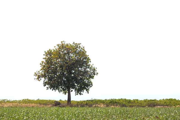 Großer und hoher Baum auf dem Hügel isoliert auf weißem Grund — Stockfoto