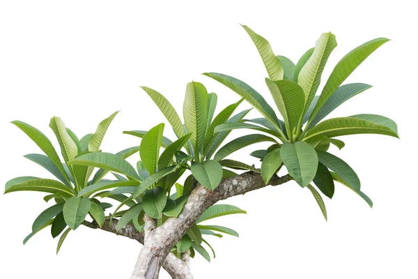 Árbol verde de flor Frangipani aislado en blanco. Guardado con cl — Foto de Stock