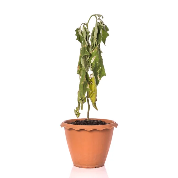 Planta morta verde em vaso. Estúdio tiro isolado em branco — Fotografia de Stock