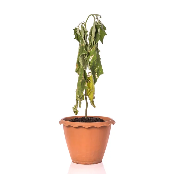 Planta verde muerta en maceta. Estudio de tiro aislado en blanco — Foto de Stock