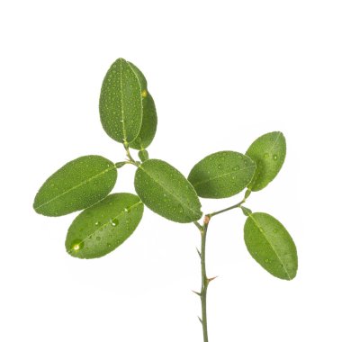 Küçük dal üzerinde limon ağacının yaprak yeşil. Stüdyo izole o vurdu