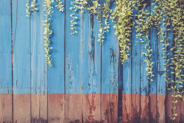 Hiedra verde de la planta en la vieja pared de madera azul. Efecto filtro Vintage — Foto de Stock