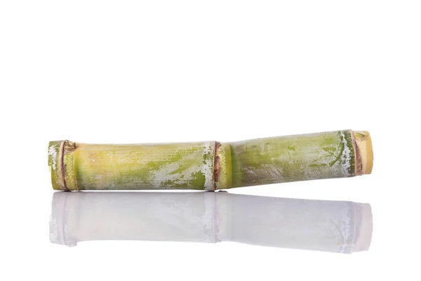 Свіжа цукрова тростина. Студійний знімок ізольовано на білому — стокове фото