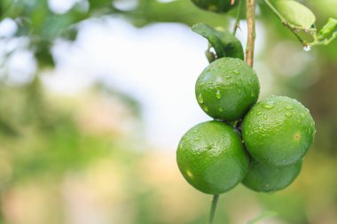 Taze yeşil limon ağacı üzerinde su damlası ile kapatın ve yeşil arka plan bulanıklık