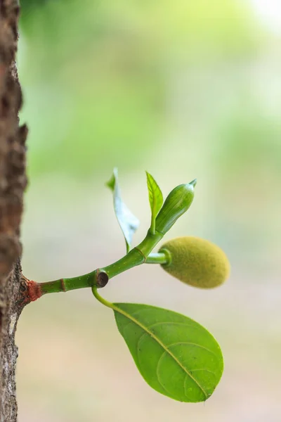 Giovane piccolo jackfruit verde su ramo d'albero e sfondo sfocato — Foto Stock