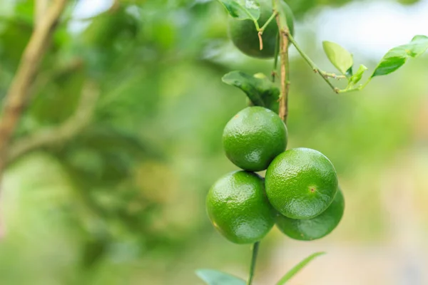 Grappolo fresco limone verde su albero con sfondo verde sfocatura — Foto Stock