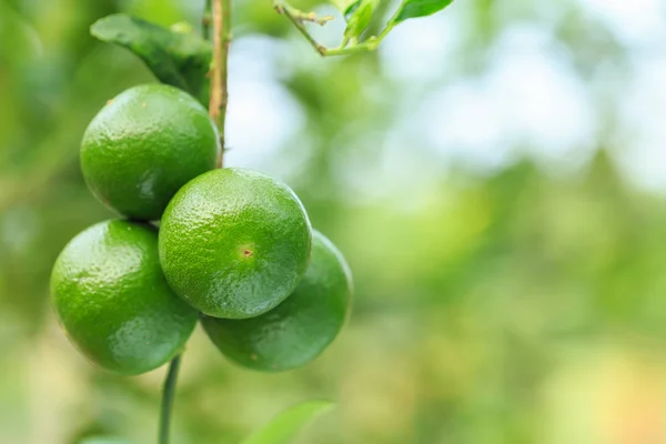 Grappolo fresco limone verde su albero con sfondo verde sfocatura — Foto Stock