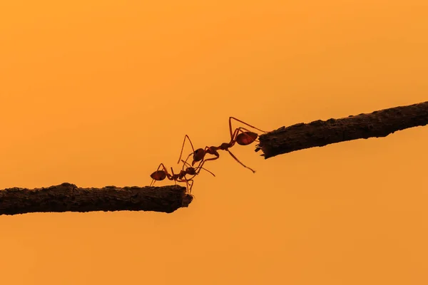 Silhouette formica rossa che cammina sul ramo dell'albero e sullo sfondo del tramonto — Foto Stock