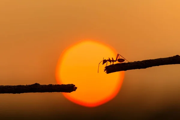 Silhouette red ant walking on tree branch and sunset background — Stock Photo, Image