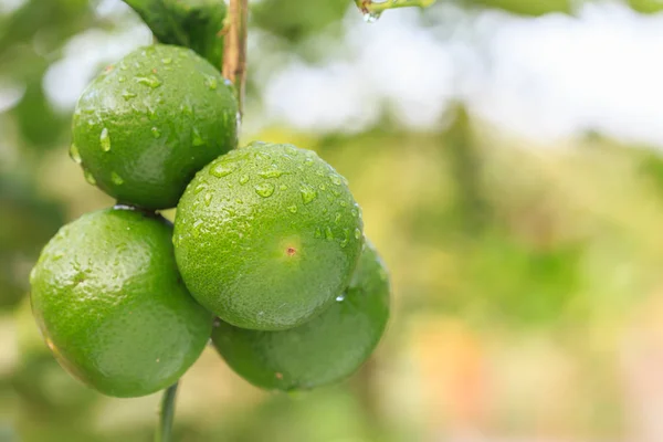 Close up limone verde fresco con goccia d'acqua su albero e sfondo verde sfocatura — Foto Stock