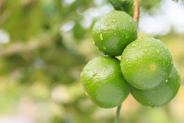 Close up limone verde fresco con goccia d'acqua su albero e sfondo verde sfocatura — Foto Stock