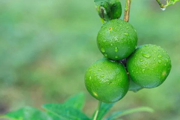 Close up limão verde fresco com gota de água na árvore e fundo borrão verde — Fotografia de Stock
