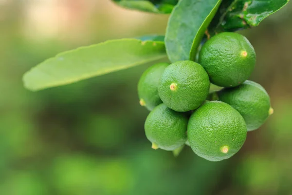 Fresco giovane limone verde su albero con sfondo verde sfocatura — Foto Stock