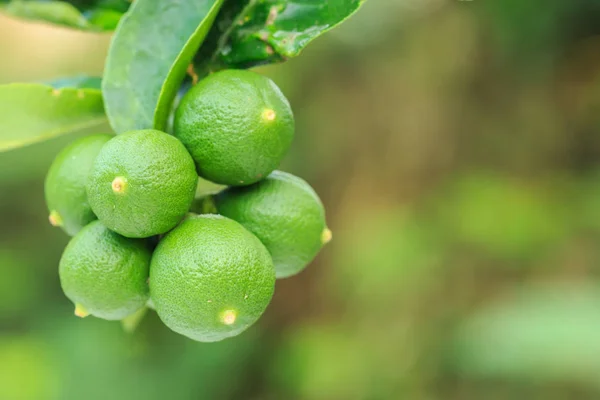 Fresco giovane limone verde su albero con sfondo verde sfocatura — Foto Stock