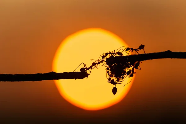 Silhueta formiga vermelha andando sobre árvore ramo e pôr do sol fundo — Fotografia de Stock