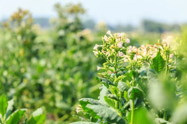 Vista foglia verde di pianta di tabacco in campo — Foto Stock