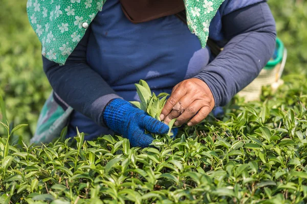 Trabajadora recogiendo hojas de té en una plantación de té en Tailandia —  Fotos de Stock