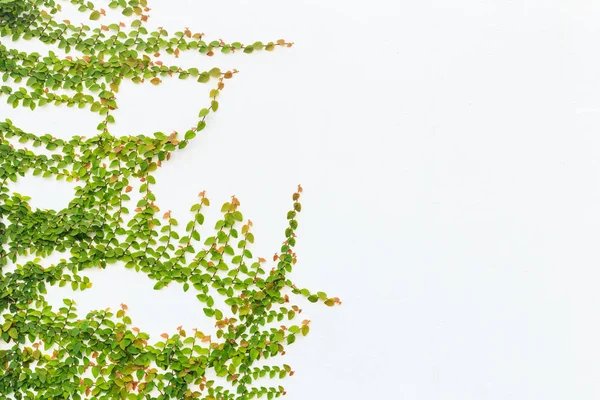 Roślina zielony bluszcz na ścianie białego cementu. Zewnątrz ogród ozdoba — Zdjęcie stockowe