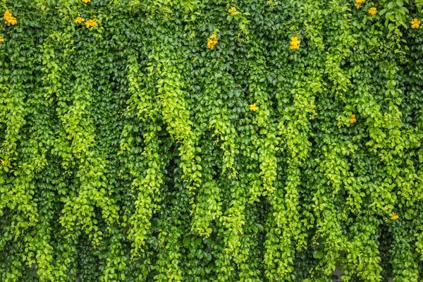 Pared verde abstracta de hiedra o planta de pared para fondo —  Fotos de Stock