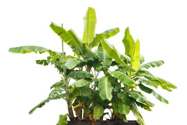 Taze Tay muz ağacı üzerinde beyaz izole ekili. Kaydedilen 