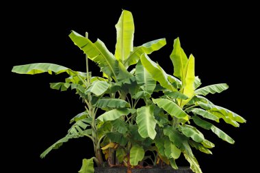 Taze Tay siyah izole muz ağacı ekili. Kaydedilen 